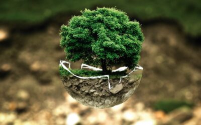 Plant et træ: Oversigt over alle steder du kan donere til