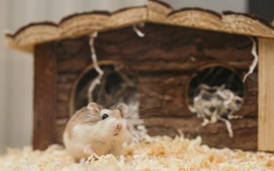 Hvordan køber man en hamster?