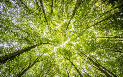 Hvorfor skove er så vigtige for naturen og samfundet