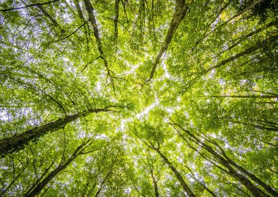 Hvorfor skove er så vigtige for naturen og samfundet