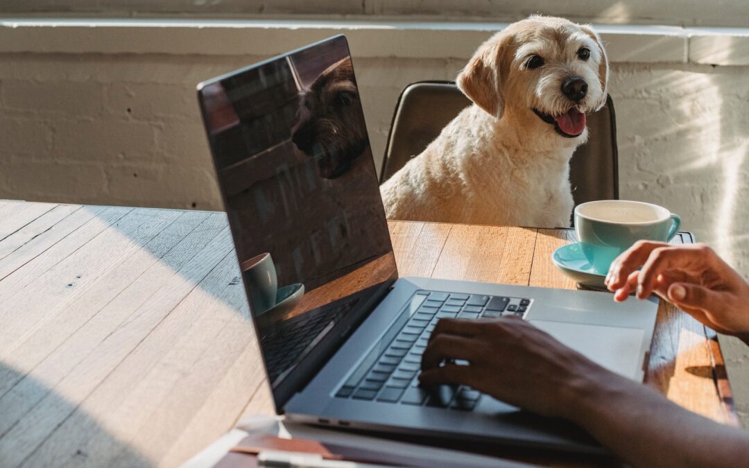 WordPress hjemmeside: Den ultimative guide til at komme i gang